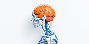 Die Kommunikation zwischen Körpermuskulatur und Gehirn beeinflusst die Fruchtbarkeit