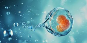 Wie sich die DNA im frühen Embryo selbst organisiert