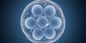 Wissenschaftler entdecken neuen epigenetischen Schalter