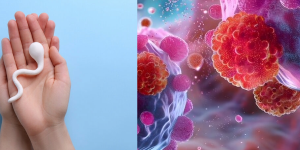 Der verborgene DNA-Organisator, der Fruchtbarkeit und Krebs miteinander verbindet