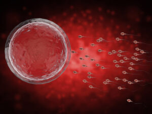 Weniger Nachkommen, längeres Leben: Die verborgene Regel der Alterung bei Säugetieren 1
