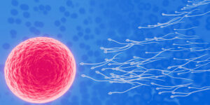 Neu entdeckter molekularer „Schalter“ steigert die Leistungsfähigkeit der Spermien und könnte die Verhütung für Männer revolutionieren