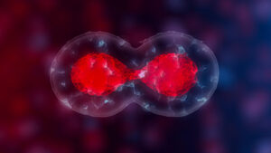 Stammzellen und künstliche Keimzellen: Neue Wege in der Reproduktionsmedizin 1