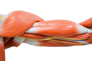 Neuer Signalweg zwischen Muskulatur und Gehirn beeinflusst Reproduktionshormone