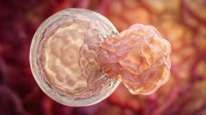 Wenn der Embryo anklopft: Wie die Gebärmutter über eine Schwangerschaft „entscheidet“ 1
