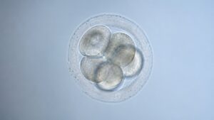 Embryonen ohne Biopsie genetisch untersuchen: Wie weit ist die neue IVF-Technologie? 1